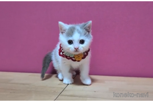 成約済の東京都のブリティッシュショートヘア-104480の5枚目